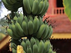 -西双版纳总佛寺