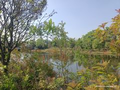 -五甲塘生态湿地公园