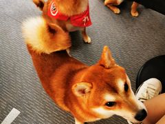 -柴源莊·柴小宠柴犬咖啡