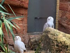 -阿提斯皇家动物园