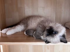 -屋虎猫馆(宝安大仟里店)