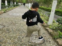 -合肥滨湖国家森林公园