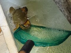 -金秋小吃海鲜·专注30年临海特色风味