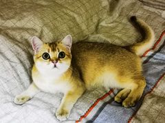 -猫大福·Fortune Cat猫舍(百子湾店)