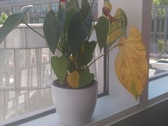 靠窗位-奈雪的茶(中海环宇荟店)