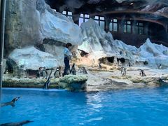 -帝企鹅自助餐厅•儿童岛•真企鹅(长隆企鹅酒店)