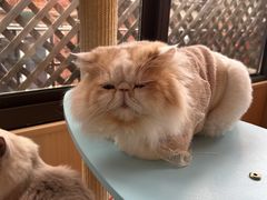 -MOCHA明星猫咖(田子坊店)