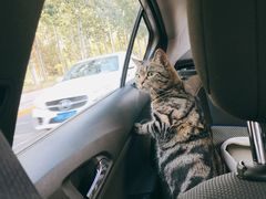 -萌兽医馆·犬猫专科·眼科中心·宠物医院(朝阳门分院)