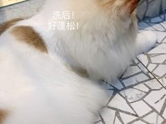 -momokira米努特·德文卷毛猫·棉花面纱犬