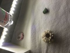 -青岛贝壳博物馆