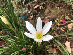 -武汉紫薇都市田园