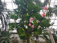 -呀路古热带植物园