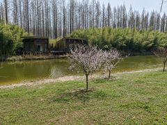 -黄海国家森林公园