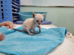 -纳吉亚猫专科动物医院博雅分院