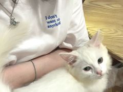 -楼上猫咖(罗湖店)
