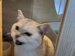 -lincat·猫舍(广州店)
