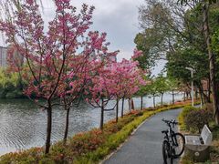 -新江湾城公园