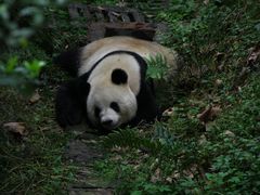 -成都大熊猫繁育研究基地