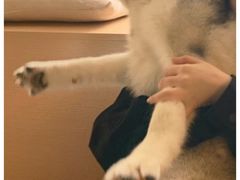 -Husky Go! 哈士奇体验馆·宠物咖啡厅狗咖