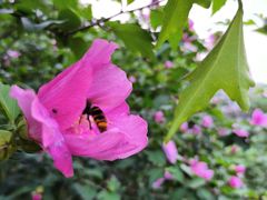 -洋湖国家湿地公园