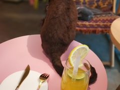 -喵屿·大理花园猫咖