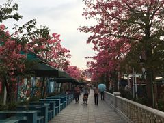-百万葵园