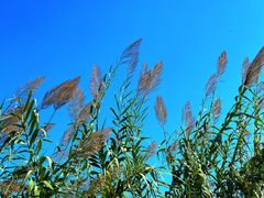 -泗洪洪泽湖湿地景区