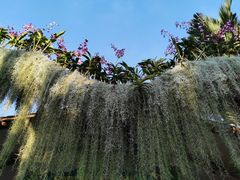 -新加坡飞禽公园