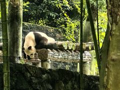 -都江堰中华大熊猫苑
