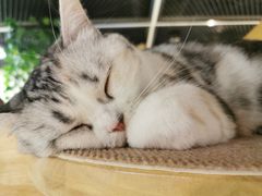 -猫和宫(六道口店)