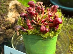 -国家植物园南园