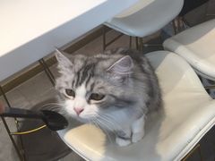 -飞行喵MR PILOT|猫舍·猫咖(静安大融城店)