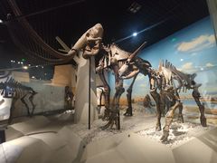 -国家自然博物馆