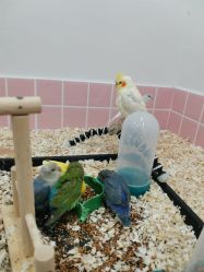 -Moni星球萌宠·小马宝莉·灵蛇·高端高阶全萌宠互动体验俱乐部(红豆国际广场店)