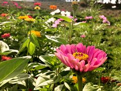-曲江薰衣草庄园