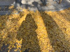 -三里屯东五街银杏大道