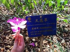 -中国科学院西双版纳热带植物园