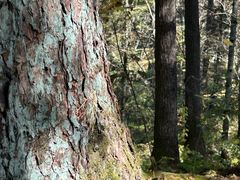 -五营红松林海景区