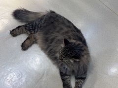 -藏猫猫咖啡主题馆(中央大道店)