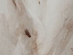 -哈根达斯(卓展店)