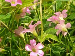 -西湖风景区-江洋畈生态公园