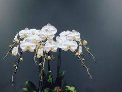 -町家Machiya(泰府·名邸店)