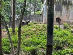-中国大熊猫保护研究中心雅安碧峰峡基地