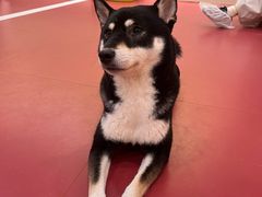 -和它·交个朋友·狗咖猫咖(爱琴海店)