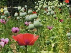 -国家植物园南园