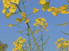 -桑洲油菜花景区