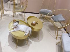 -藏猫猫咖啡主题馆(中央大道店)