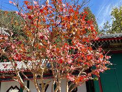 -宫事颐庭·老佛爷贵寿下午茶(颐和园店)