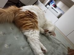 -美联众合动物医院·24h转诊中心