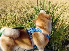 -红海滩国家风景廊道